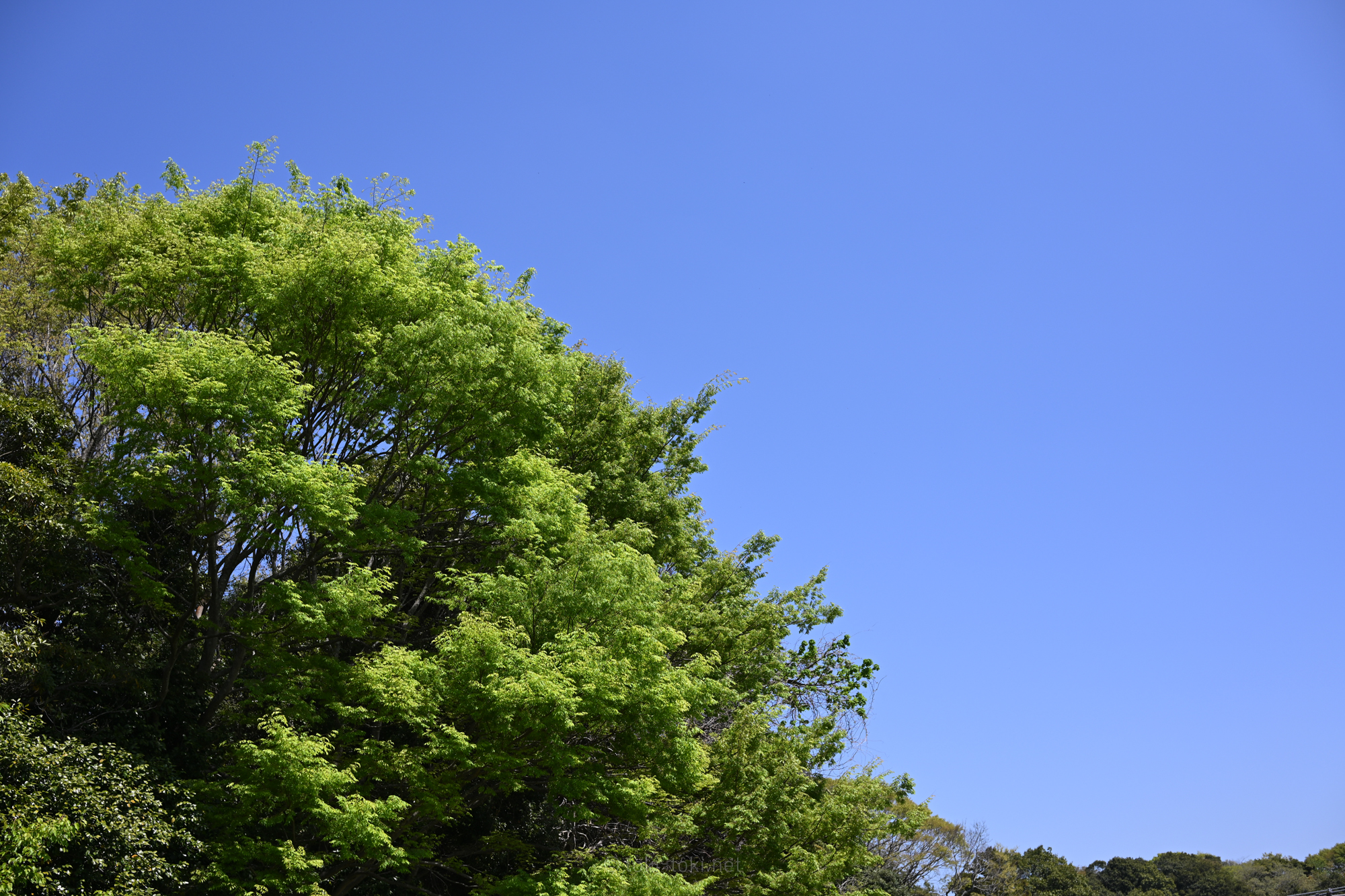 Nikon Zfの作例