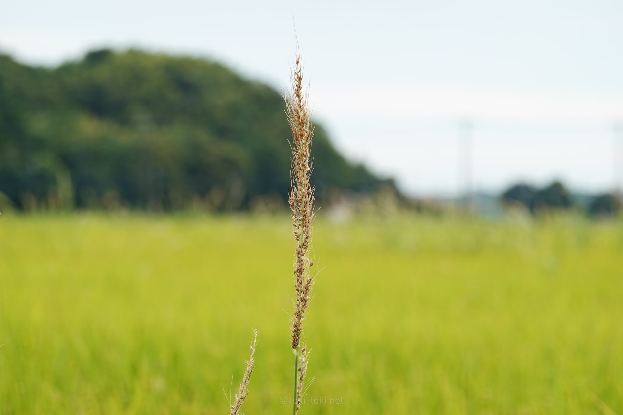 RX100M7/作例