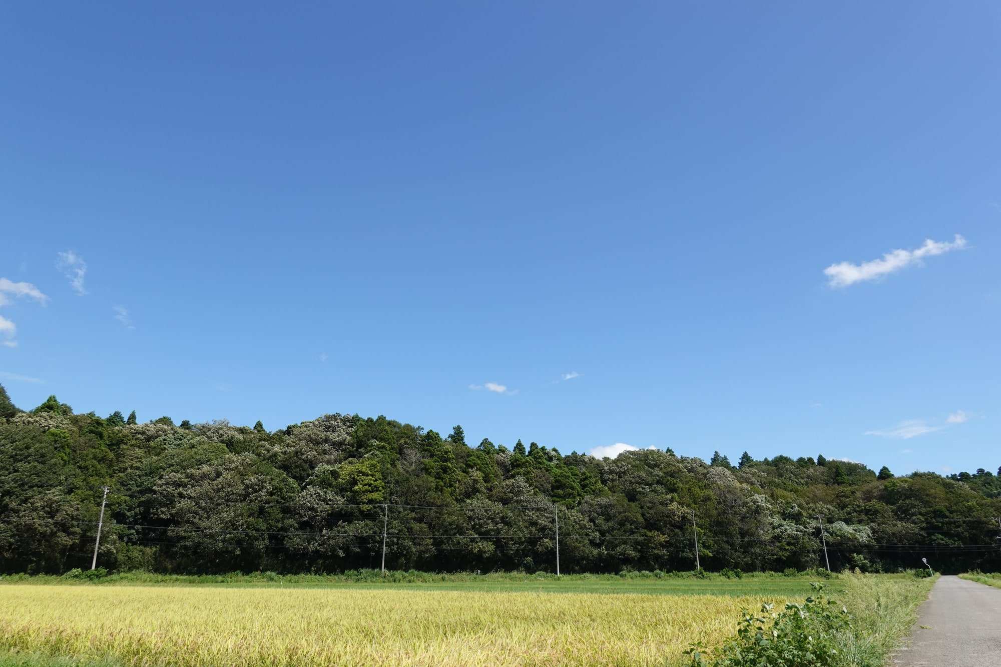 RX100M7/作例
