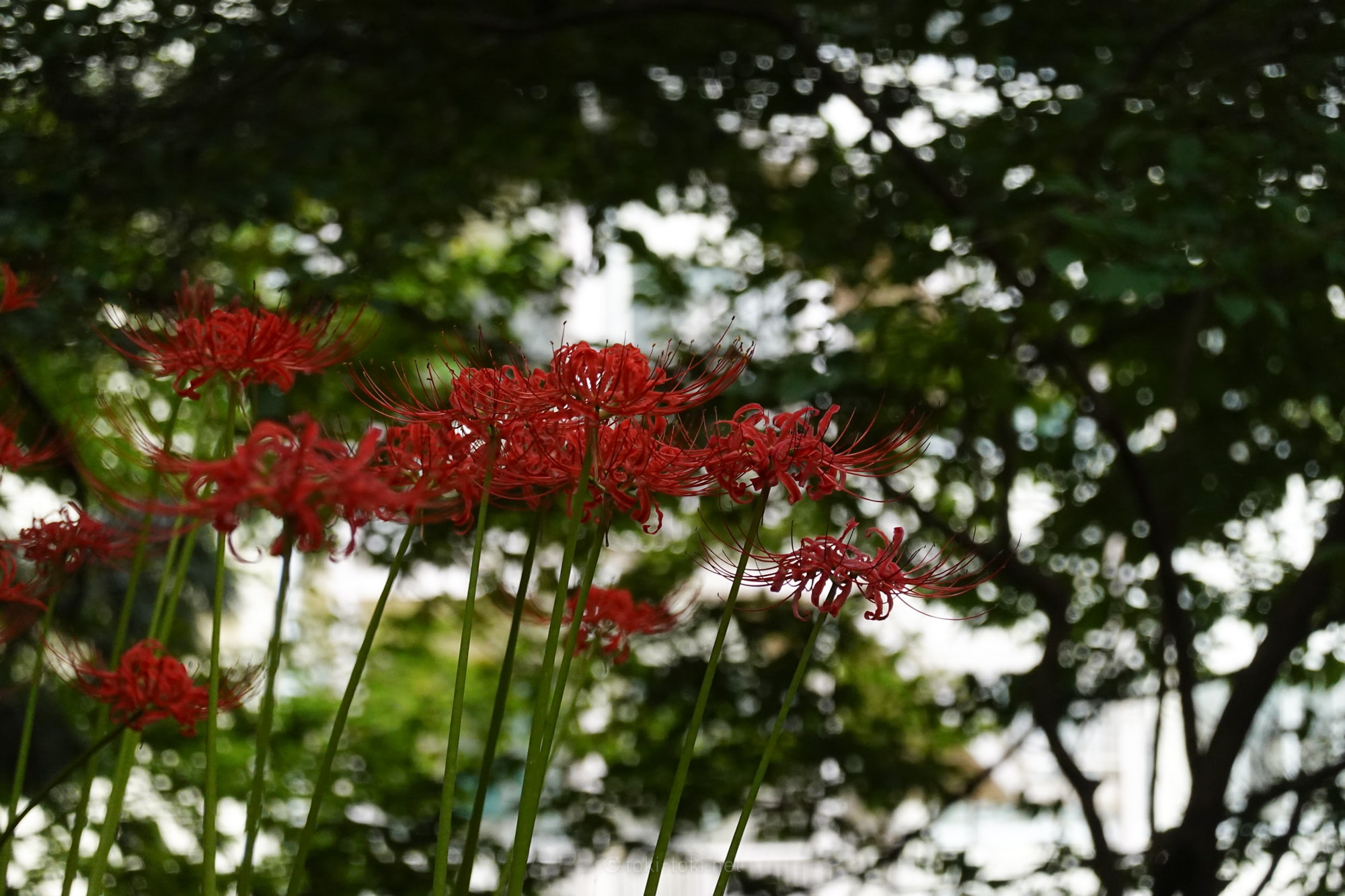 RX100M7/作例